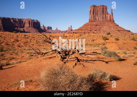 The West Mitten and Sentinel Mesa rock formations and dead tree in Monument Valley Navajo Tribal Park, Arizona and Utah, USA Stock Photo