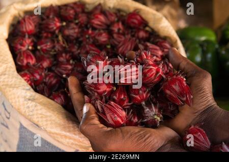The Hibiscus (Hibiscus rosa-sinensis) flower is dried to make tea.Hands Holding Dried Hibiscus Flowers In The Market. Stock Photo