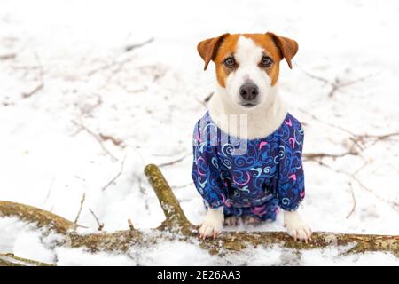 Jack russell terrier portrait in blue winter jumpsuit close-up in winter. Taking care of pets. Clothes for dogs. Stock Photo