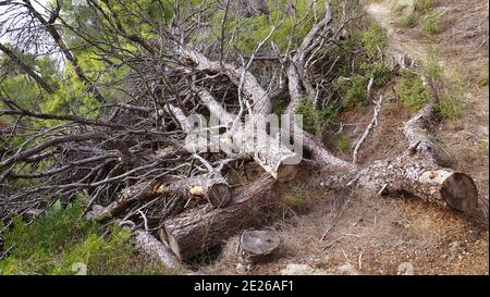 cut pine trees trunks in the forest of Kassandra in Halkidiki Greece Stock Photo