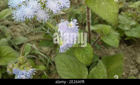 High angle shot of Ageratum conyzoides covered in raindrops in a field Stock Photo