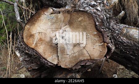 cut pine tree trunk in the forest of Kassandra in Halkidiki Greece Stock Photo
