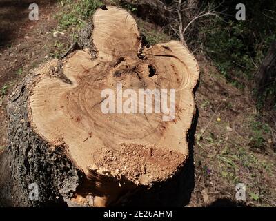 cut pine tree trunk in the forest of Kassandra in Halkidiki Greece Stock Photo