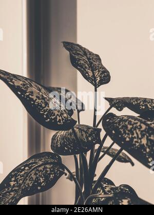 Ikebana on the background of a window in the home interior, home plant with palm foliage. Stock Photo