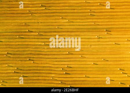 Aerial View Of Summer Hay Rolls Straw Field Landscape In Evening. Haystack, Hay Roll in Sunrise Time. Natural Agricultural Background Backdrop Harvest Stock Photo