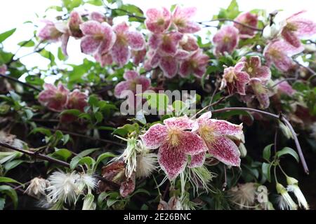 Clematis cirrhosa var. purpurascens ‘Freckles’ Clematis ‘Freckles’ Winter-flowering clematis with purple freckles,  January, England, UK Stock Photo