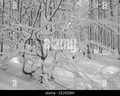 Winter at Mount Lusen in National Park Bavarian Forest (Bayerischer Wald), Europe, Central Europe, Germany, Bavaria Stock Photo