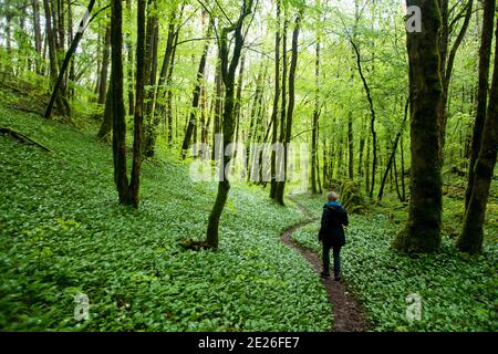 Mit Bärlauch bedeckter Waldboden im französischen Louetal Stock Photo