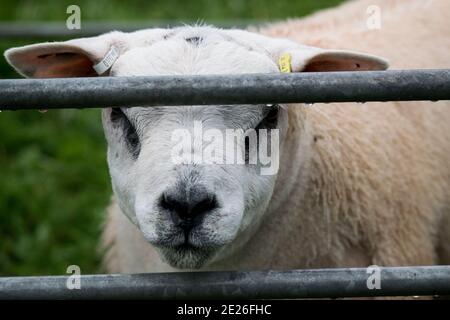 Sheep on show at an agricultural fair Stock Photo