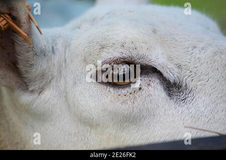 Sheep on show at an agricultural fair Stock Photo