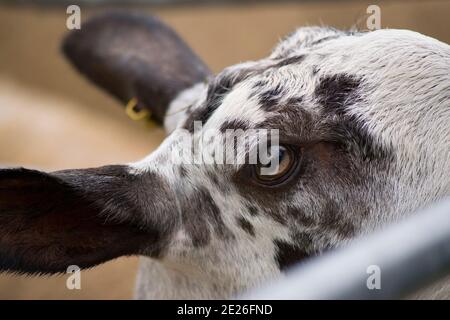 Sheep on show at an agricultural fair Stock Photo