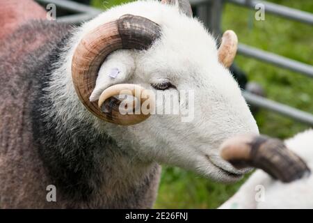 Sheep on show at an agricultural fair Stock Photo