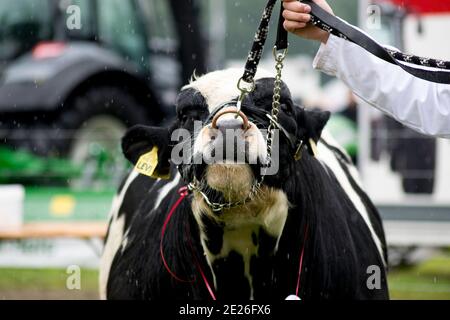 Rare breed cattle at an agricultural show Stock Photo