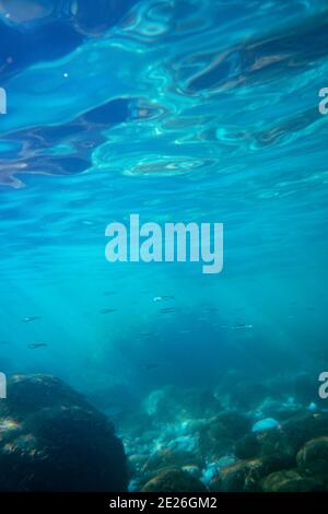 Underwater photo near the coast of flora and fauna on rocky seabed Stock Photo