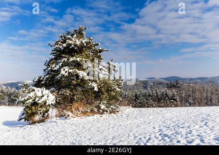 Snowy lonely pine. Sunny winter morning in the mountains. Snowy landscape in the Czech Republic. Stock Photo