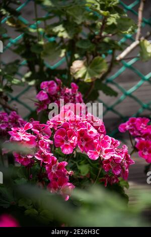 Beautiful pink Pelargonium flowers in a pot. Summer home garden and Floristics, suitable climate for breeding flower beds. Stock Photo