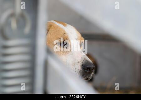 Hound pack in a trailer Stock Photo