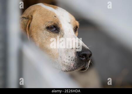 Hound pack in a trailer Stock Photo