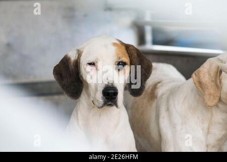 Hound pack in a trailer Stock Photo