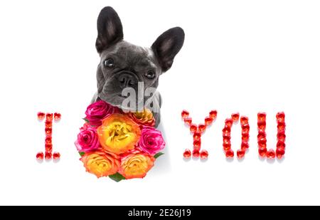 valentines mothers and fathers day french bulldog dog  with love flowers, isolated on white background or wedding Stock Photo