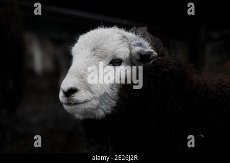 Herdwick sheep in the Lake District Stock Photo