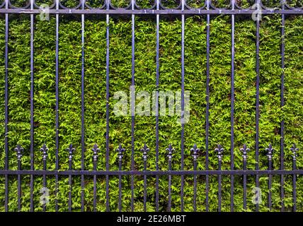 Green thuja hedge behind the metal fence, detail of protection and security Stock Photo