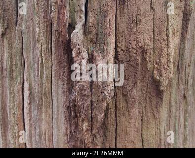 Wood background showing gnarled tree bark with space for copy Stock Photo