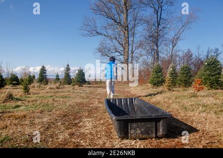 A boy drags a large black sled down a path in a christmas tree farm Stock Photo