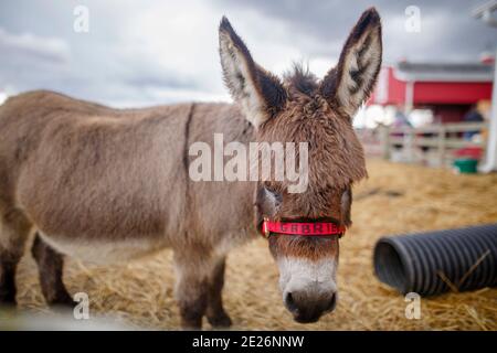 Close-up of a miniature donkey in a pen on a farm Stock Photo