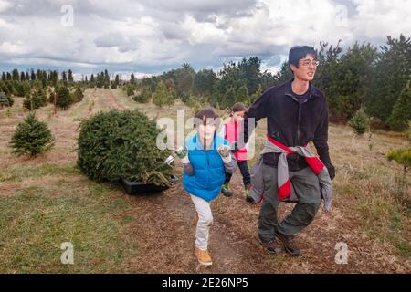 A boy walks with family in tree farm pulling Christmas tree on a sled Stock Photo