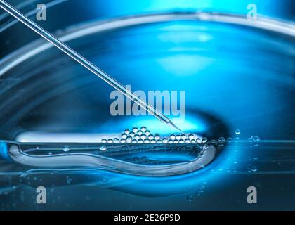 Nuclear transfer being carried out on several embryonic stem cells Stock Photo
