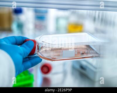 Cell Research, Scientist examining cells in a flask during an experime Stock Photo