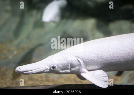 Blurry photo of an Albino Aligator Gar in a Clear Aquarium. White Aligator Gar in an aquarium Stock Photo