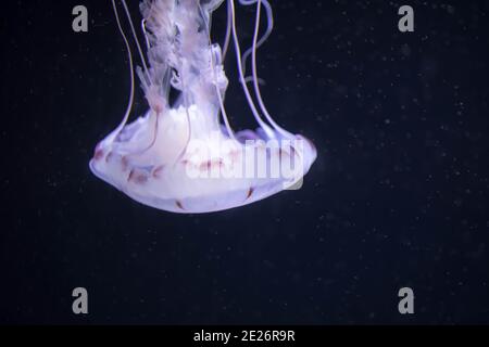 Blurry white colored jelly fishes floating on waters with long tentacles. White Pacific sea nettles Stock Photo