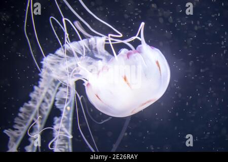 Blurry white colored jelly fishes floating on waters with long tentacles. White Pacific sea nettles Stock Photo