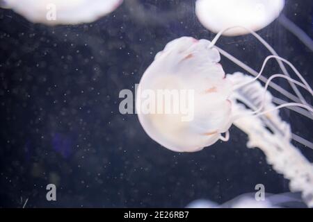 Blurry white colored jelly fishes floating on waters with long tentacles. White Pacific sea nettles Stock Photo