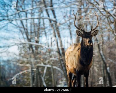 Parc Omega, Canada, January 2 2021 -  Roaming elk in snow forest in the Omega Park in winter Stock Photo