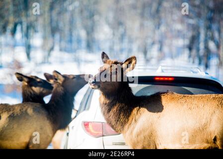 Parc Omega, Canada, January 2 2021 -  Roaming elk in snow forest in the Omega Park in winter Stock Photo