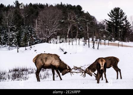 Parc Omega, Canada, January 2 2021 -  Two Elks fighting in snow forest in the Omega Park in winter Stock Photo