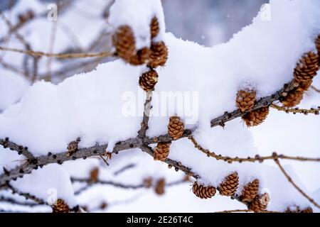 Winter background with small pine cones covered with thick layer of snow. Closeup macro shot, selective focus background .  Stock Photo