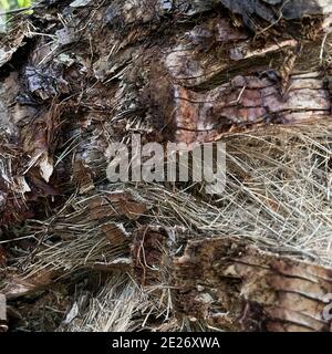 An abstract  macro that is partially blurred of the back of a tree that can be used as a background. Stock Photo