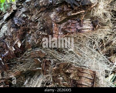 An abstract  macro that is partially blurred of the back of a tree that can be used as a background. Stock Photo