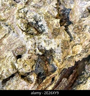 An abstract  macro that is partially blurred of the back of a tree that can be used as a background. Stock Photo