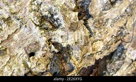 An abstract  macro that is partially blurred of the back of a tree that can be used as a background. Stock Photo