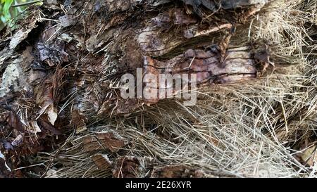 An abstract  macro that is partially blurred of the back of a tree that can be used as a background. Stock Photo