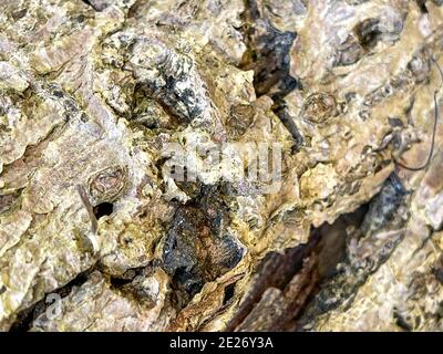 An abstract  macro that is partially blurred of the back of a tree that can be used as a background. Stock Photo
