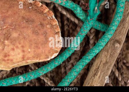 Empty crab shell on old sea rope Stock Photo