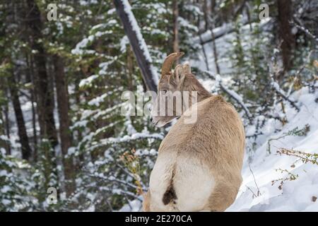 Close-up one young Bighorn Sheep lamb standing in the snowy forest. Banff National Park in October, Mount Norquay, Canadian Rockies, Canada. Stock Photo