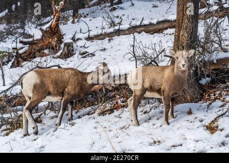 Pair of Young Bighorn Sheeps (ewe and lamb) on the snowy mountain hillside. Banff National Park, Mount Norquay Scenic Drive. Canadian Rockies, Canada Stock Photo