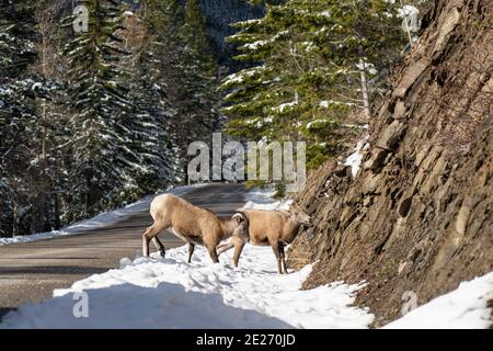 Pair of young Bighorn Sheep standing on the snowy mountain road rocky hillside. Banff National Park in October, Mount Norquay, Canadian Rockies Stock Photo